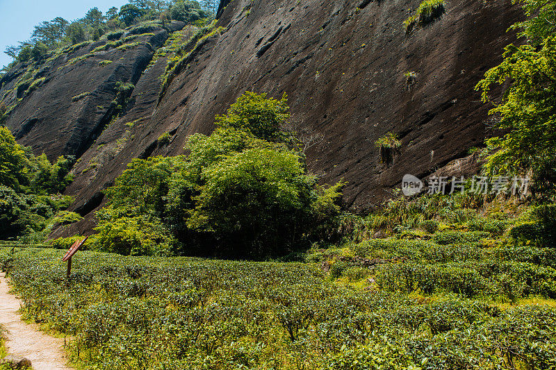 福建南平武夷山大红袍茶园