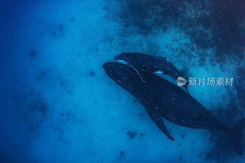 正上方的座头鲸带着幼崽在海底休息