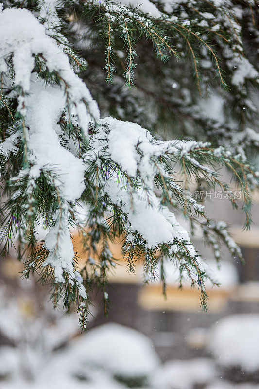 纯白色的背景上，杉树树枝上覆盖着厚厚的积雪