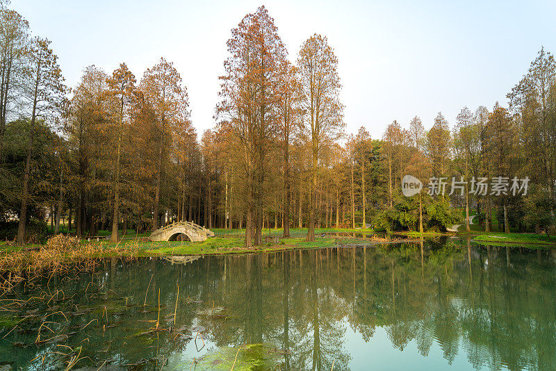 武汉东湖樱花园宁静的湖畔景色。