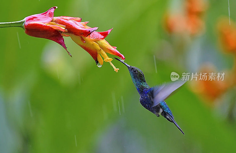 在雨中从黄色和红色的花中吸取花蜜的叉尾木纹蜂鸟