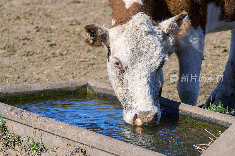 一头赫里福德品种的牛在田地里的水槽里喝水的脸