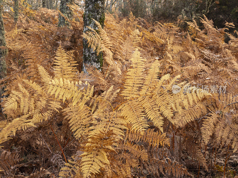 秋天橡树林中的蕨类植物