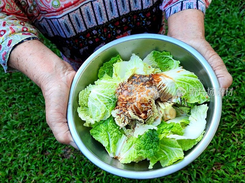 老人手捧一碗准备好的白菜、蔬菜和炒蒜——食物准备。