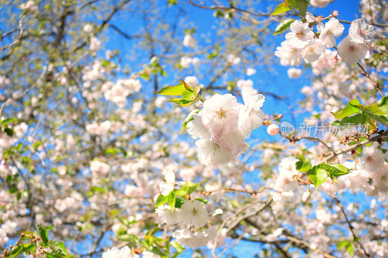 樱花