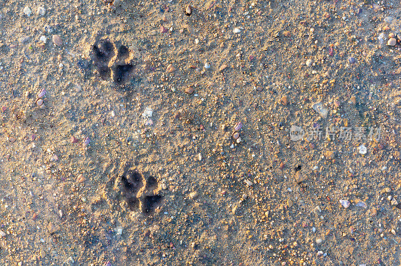 忠诚伴侣的见证:带有Copyspace的土壤纹理上的犬脚印。