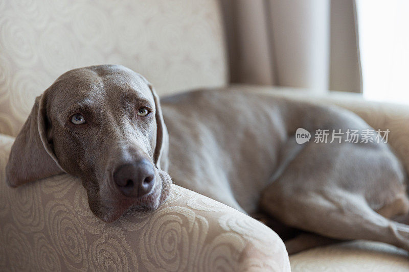 下午躺在扶手椅上的魏玛犬特写