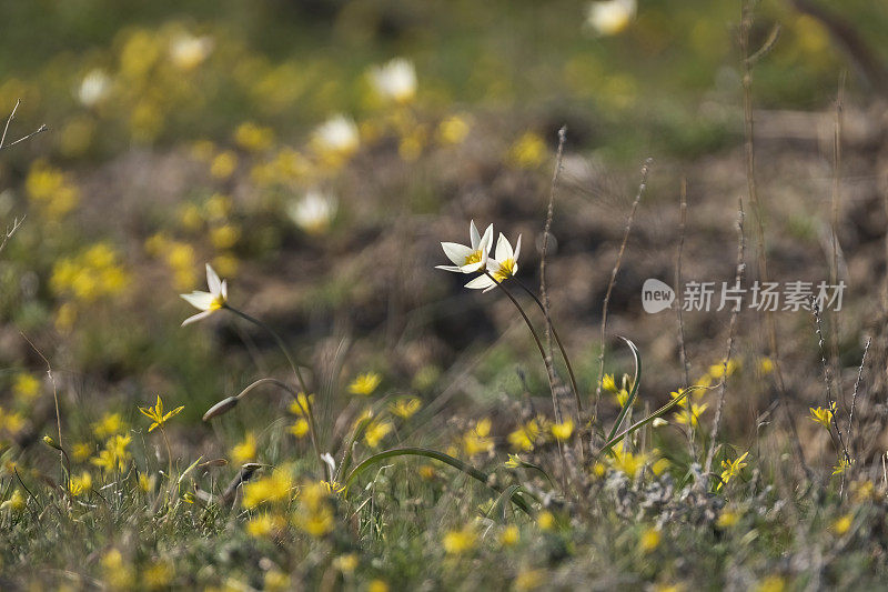 突厥斯坦郁金香的花，一种白色的小花，中心是黄色的。野生樱草花和春天的象征，在绿色草原的其他花