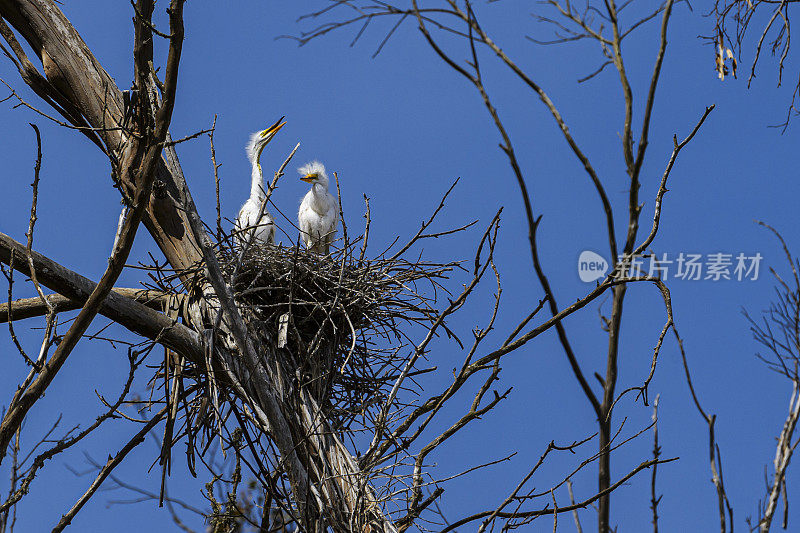 大白鹭雏鸟在埃尔克霍恩沼泽的树顶巢
