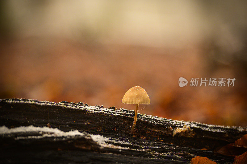 在一个寒冷的冬天早晨，山毛榉木枯枝上的真菌