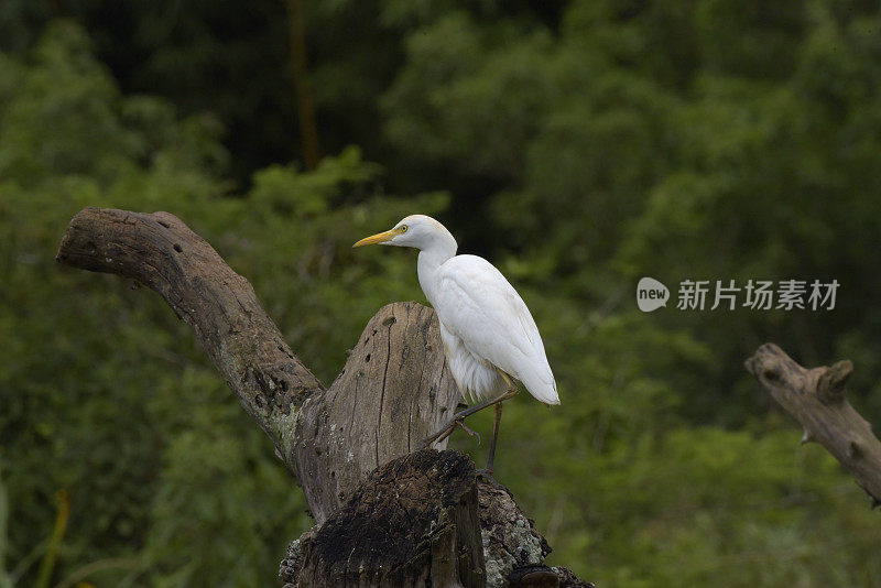 西部牛白鹭