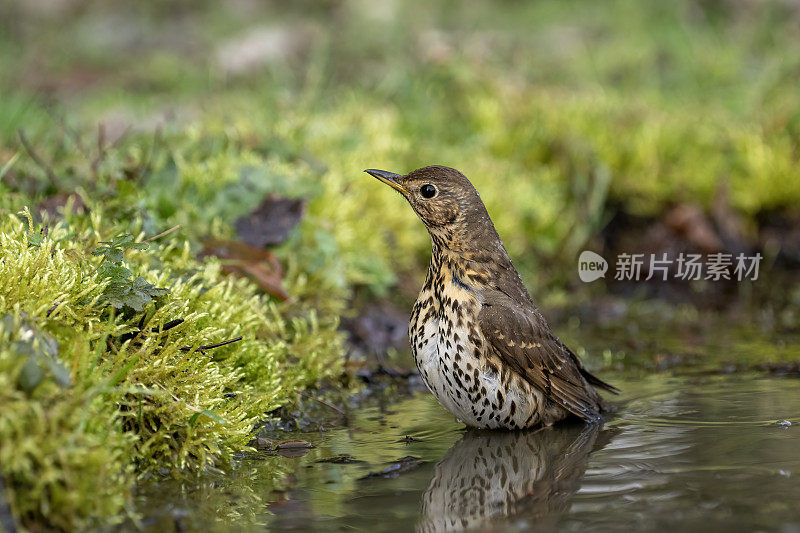 水中画眉