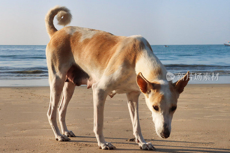 印度野狗在退潮时站在海边潮湿的沙滩上，看着相机，海浪在阳光明媚的沙滩上破碎，聚焦在前景上
