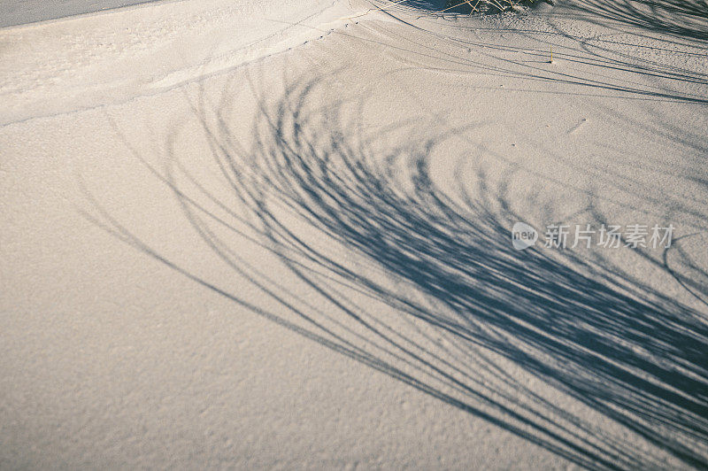 瓦登海Schiermonnikoog岛沙滩上的沙丘草阴影