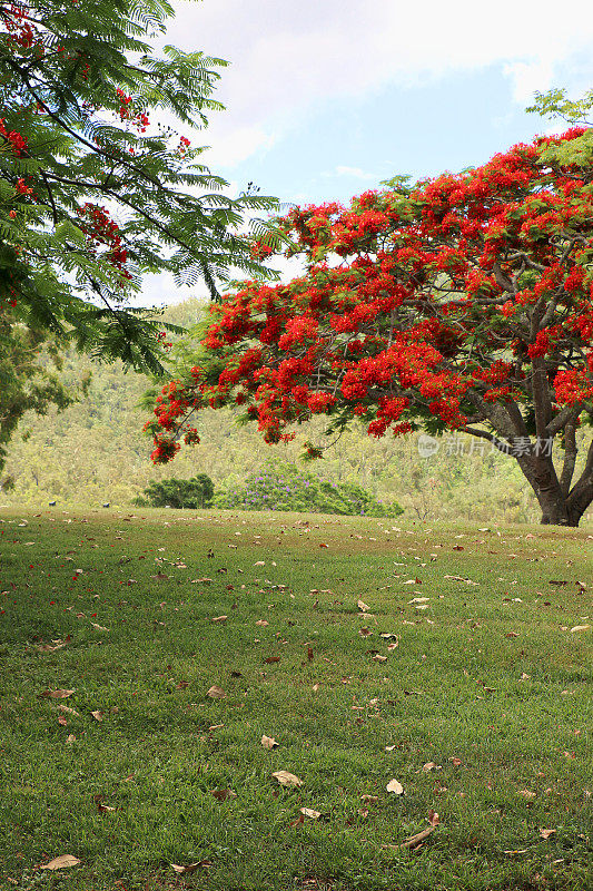 慕格拉湖野餐区的公园景色，远处明亮的Poinciana树