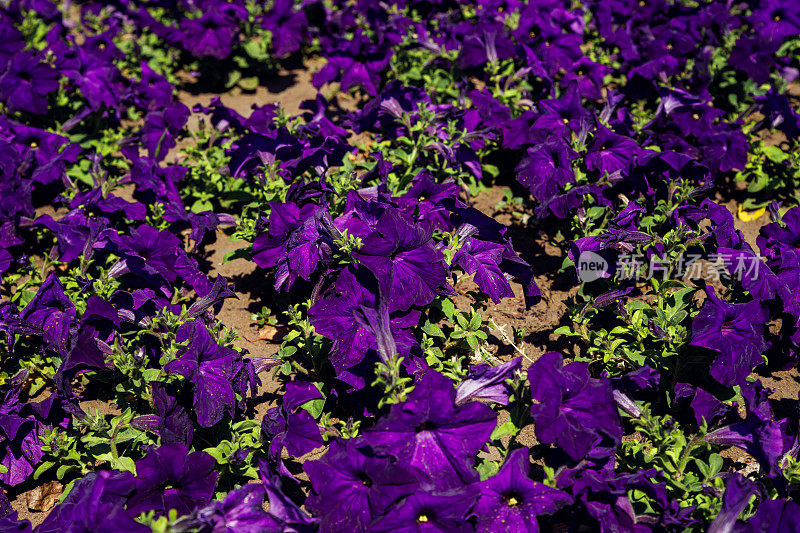 深紫色紫色牵牛花。花坛全框架。夏天在户外有很多矮牵牛花。茄科