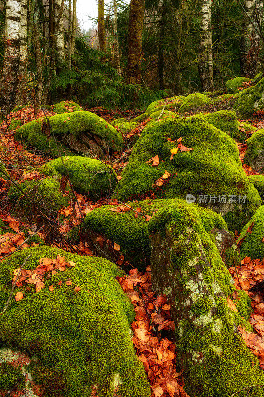 鲜艳的秋色。森林前的小山坡上有一堆又大又老的石头，上面长满了青苔，上面是橙色的落叶和树木。垂直景观