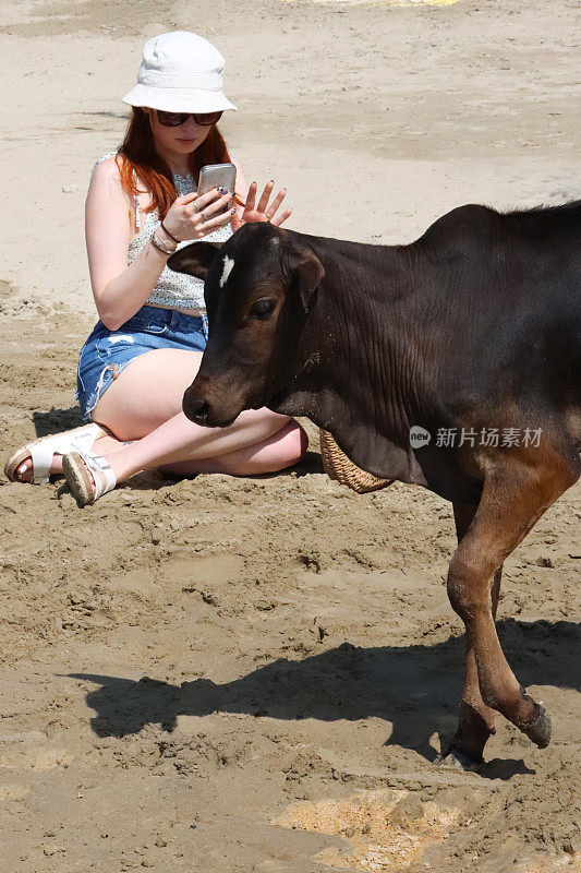 特写照片中，迷人的红发女游客穿着夏日上装、牛仔短裤、斗式太阳帽和太阳镜等休闲服装，坐在沙滩上用智能手机拍摄印度圣牛犊，小牛在沙滩上行走，焦点在前景