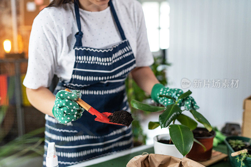 不知名的年轻女子在家里种植盆栽，浇水和重新种植花卉