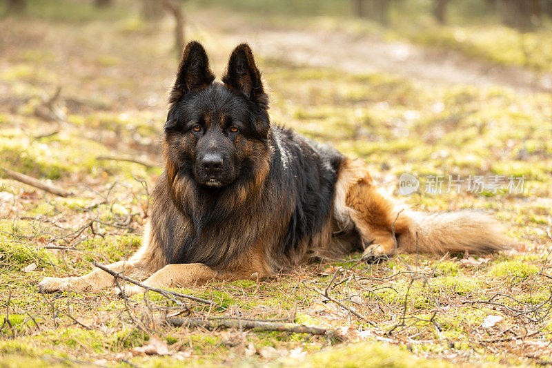 德国牧羊犬坐在阳光明媚的森林里