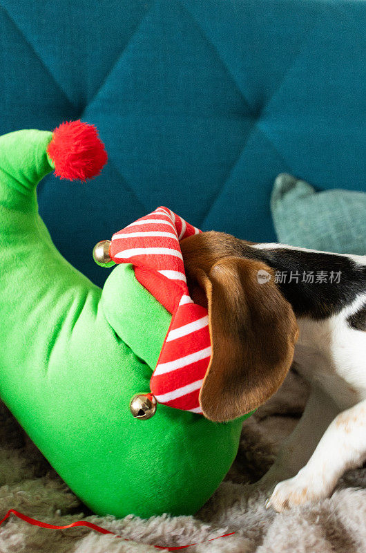 可爱的小猎犬小狗在玩圣诞装饰品和精灵鞋。狗在家里嗅。