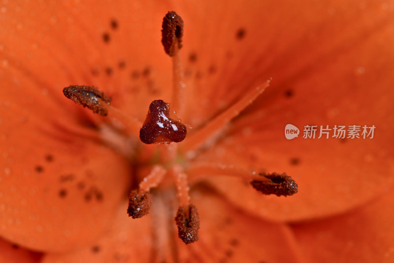 花卉极宏系列:橙百合