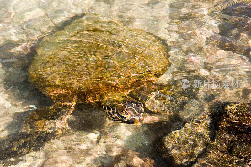 水里的绿海龟