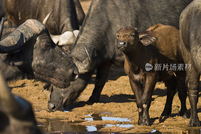 好望角水牛和小牛在水坑里饮水