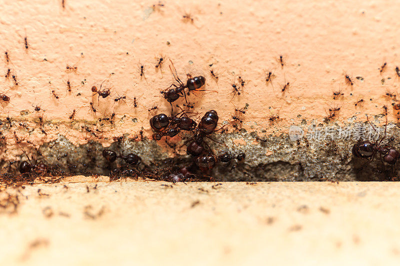 当心人群里的大蚂蚁，它们住在家里