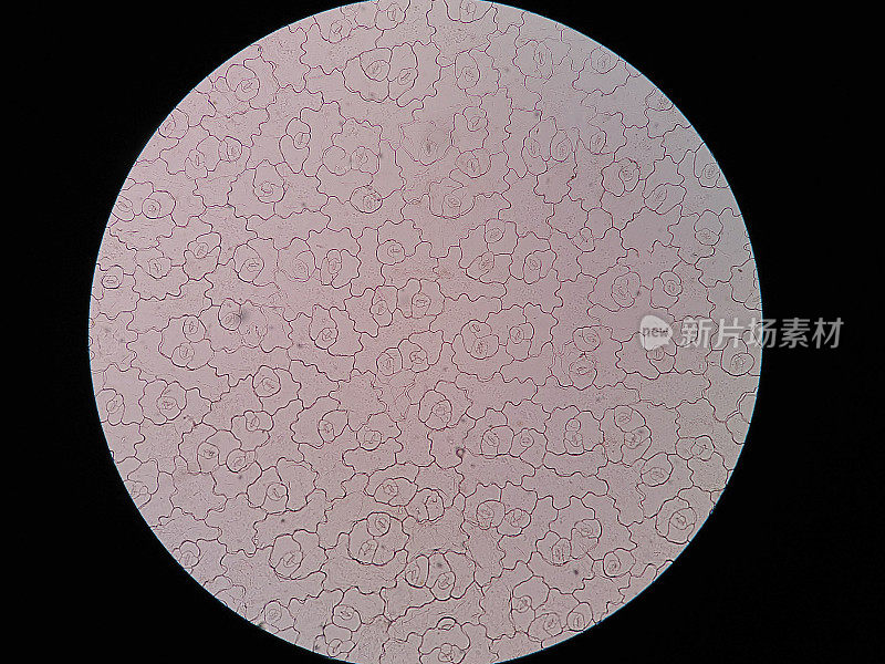 显微镜下观察叶表皮