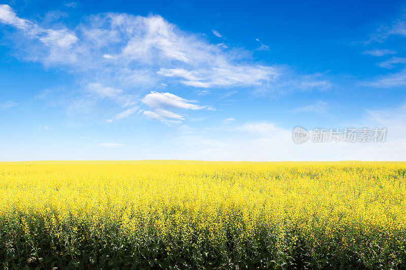 黄色场地对抗蓝色多云的天空与拷贝空间