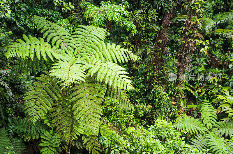 哥斯达黎加雨林
