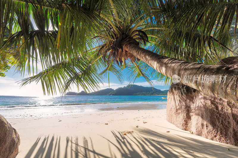 热带海滩上的一棵棕榈树。