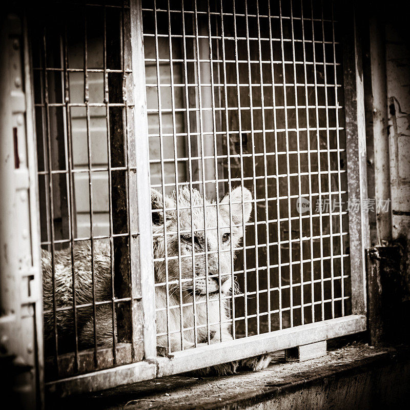 笼子里的小狮子