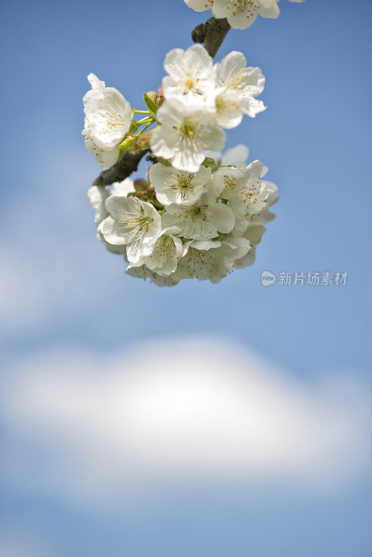 日本樱花