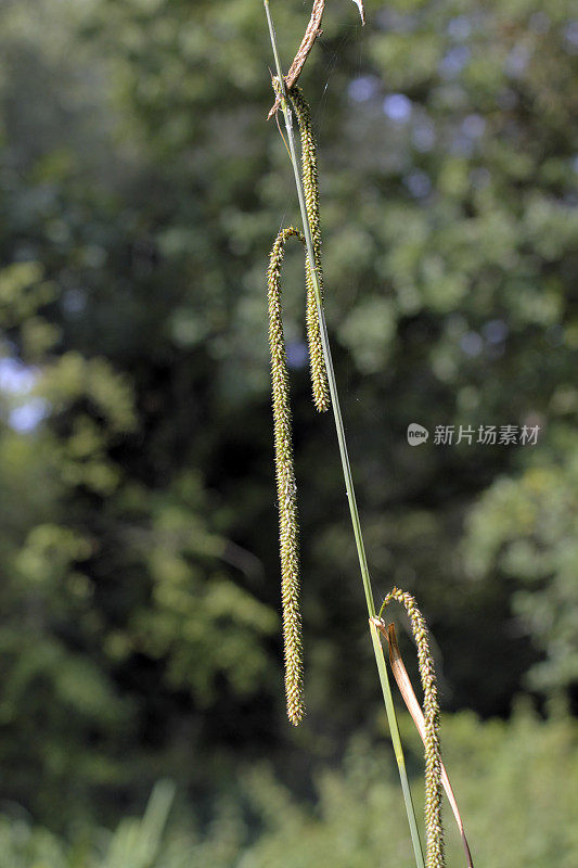 垂垂的莎草，苔草在花旁的小溪