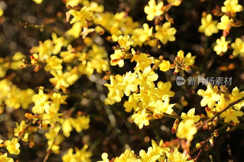 迎春花,Winter-Jasmin