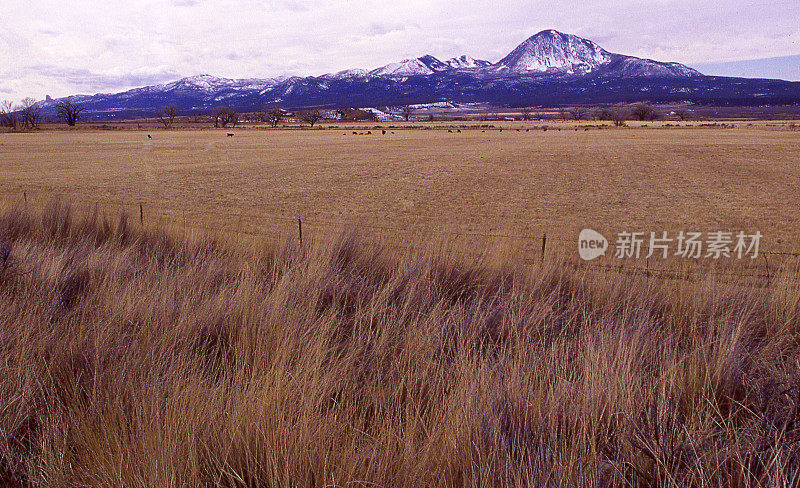 科罗拉多州科泰兹附近的乌特山雪和冬季牛牧场