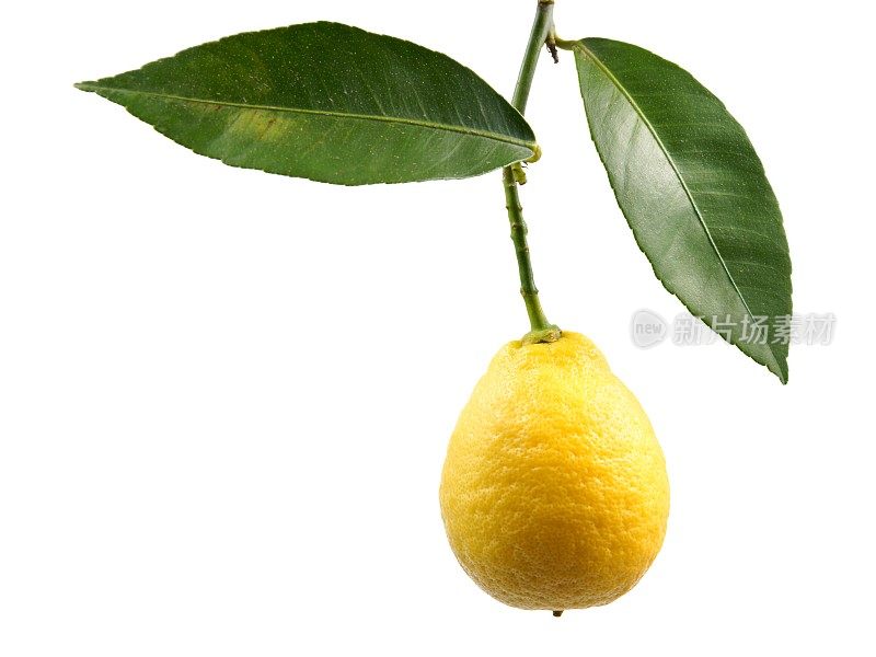 柠檬，树枝上的水果