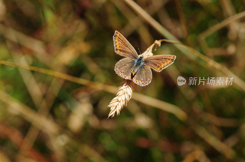 常见的蓝色昆虫，英国