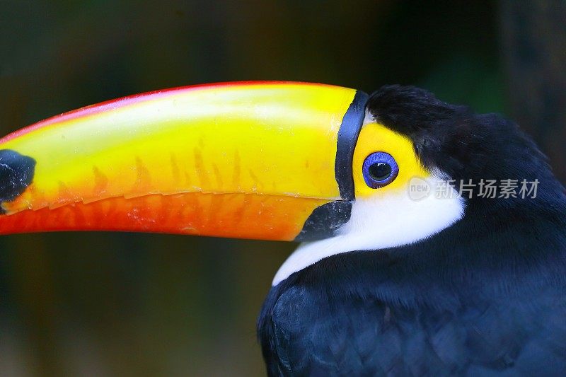 彩色可爱伤心受伤的巨嘴鸟宝宝热带鸟，巴西亚马逊