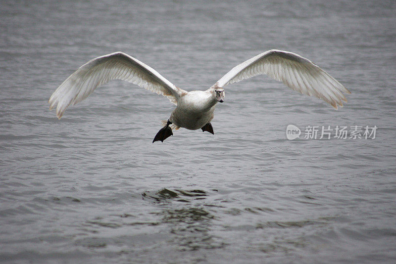 年轻的疣哑天鹅降落在一个湖上