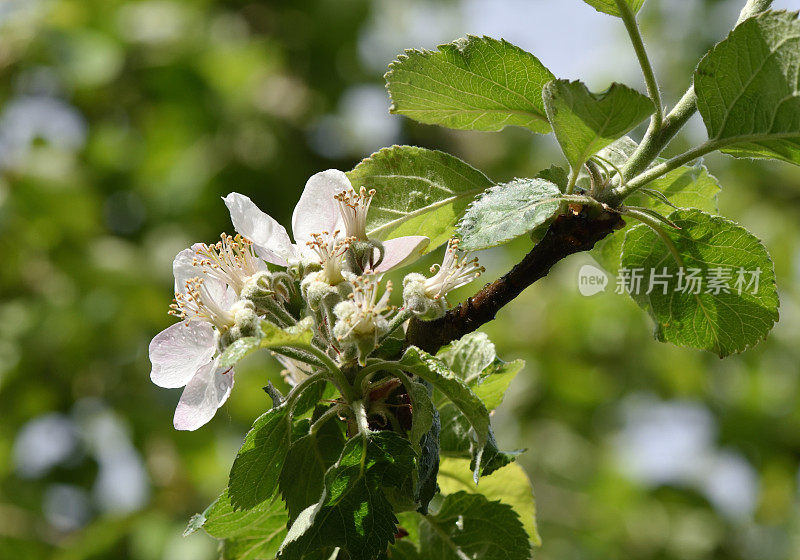 一棵苹果树的花