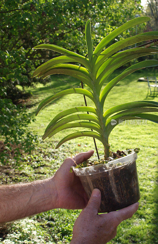 盆栽植物在手