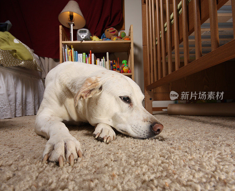 小狗在孩子的卧室里