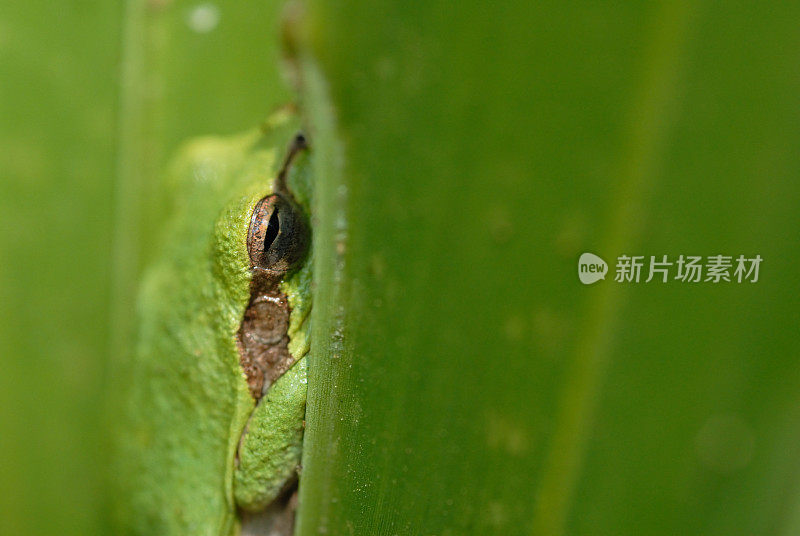 松鼠树蛙躲藏