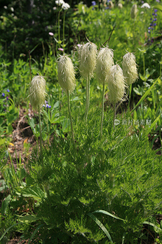 西部银莲花野花种子头。