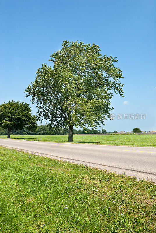 乡间小路和树
