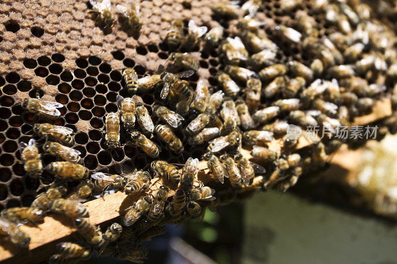 养蜂人与他的蜂巢工作。