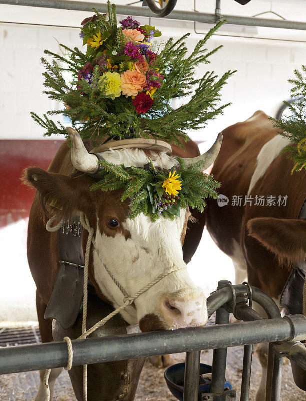 牲畜用花装饰和牛铃铛